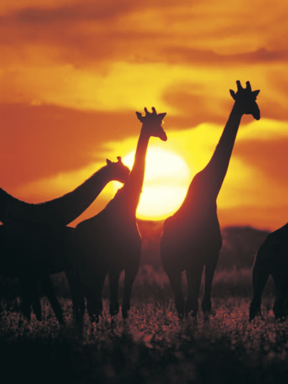 Animals That Stay Cool In Scorching Heat